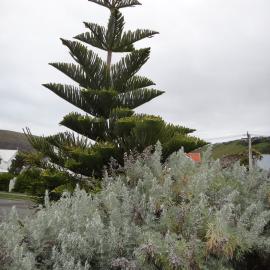 Araucaria heterophylla Norfolk Island Pine and Artemisia arborescens at Sumner