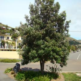 Banksia integrifolia 3