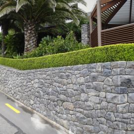 Buxus sempervirens  at Sumner