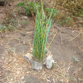 Cabbage tree and browsing protection at Sumner