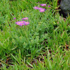 Carpobrotus edulis and Senecio elegans at Sumner