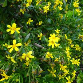 Chrysanthemoides monilifera at Sumner