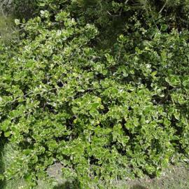 Coprosma repens Var. at Nicholson Park in Sumner 1