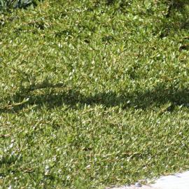 Coprosma x kirkii Kirkii at Sumner 2