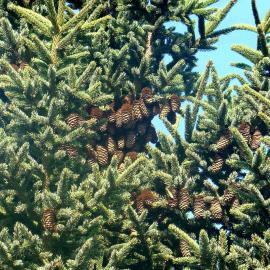 Picea glehnii 1