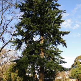 Pseudotsuga menziesii 4