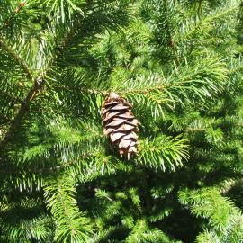 Pseudotsuga menziesii at Craigieburn 2