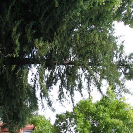 Sequioa sempervirens