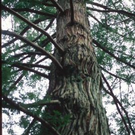 Sequoia sempervirens trunk