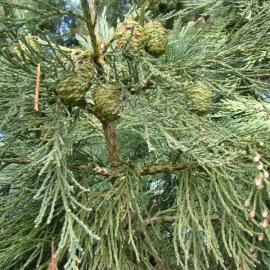 Sequoiadendron giganteum 3