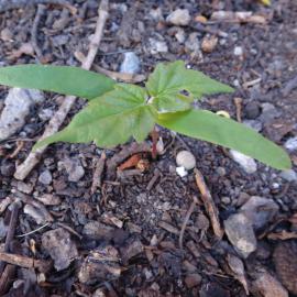 Acer pseudoplatanus seedling 2