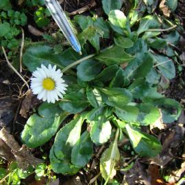 Bellis perennis 4