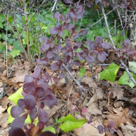Berberis seedling