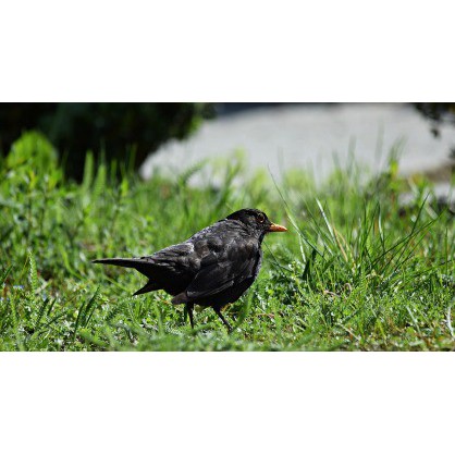 23 June 2017
The Lark Descending: are non-native birds undervalued in New Zealand? 