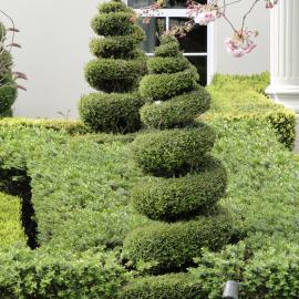 Mona Vale topiary 2