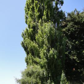 Populus nigra Italica 1