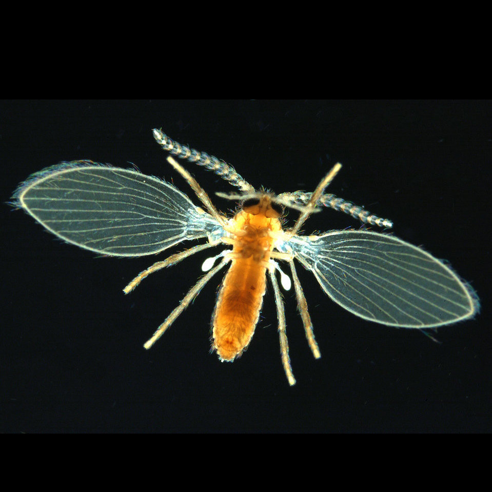 Forest canopy diversity on the northern West Coast of New Zealand