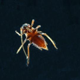 Aphididae R3T moss ventral 4.5x