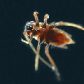 Aphididae R3T moss ventral 7xb