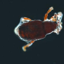 Coleoptera R3M astelia 4.5x