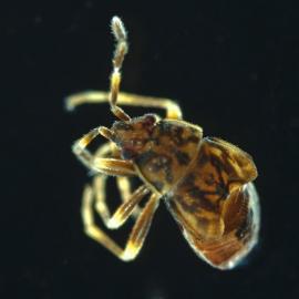 Hemiptera R1M moss 4.5x