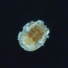 Hemiptera R2L moss 7x