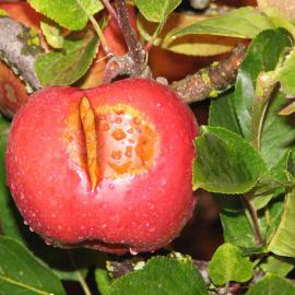 An apple with high temperature scald