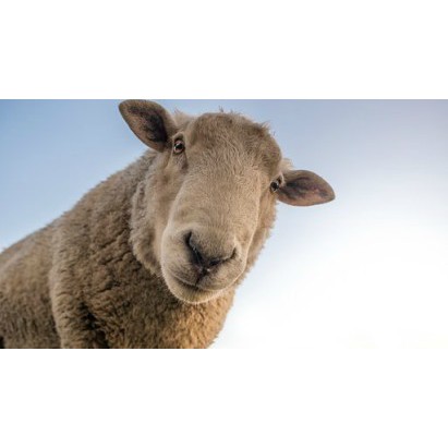 26 July 2018 
Farm survey reveals net income not high