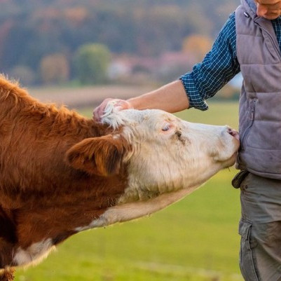 10 December 2025
Quantifying the multiple burdens of animal diseases