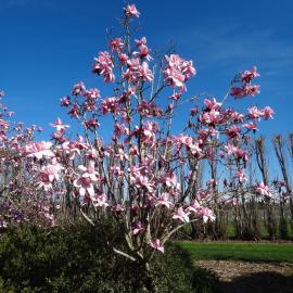 Magnolia x raffillii Charles Raffill 1