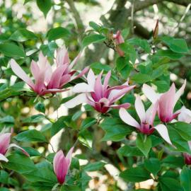 Magnolia liliiflora
