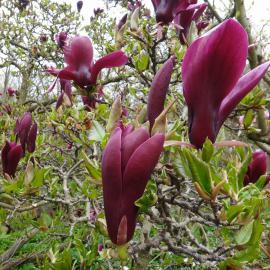 Magnolia liliiflora Nigra 1