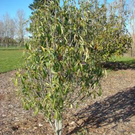 Manglietia yuyaensis CHECK No107