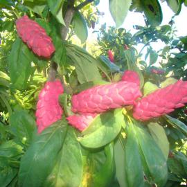 Magnolia cylindrica 