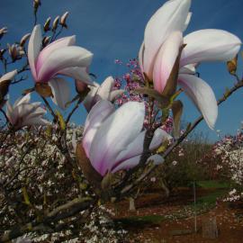 Magnolia Peppermint Stick 2