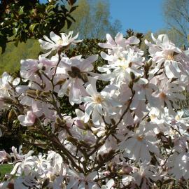 Magnolia kobus var stellata Waterlily 1