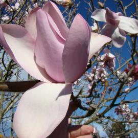 Magnolia sargentiana var robusta 3