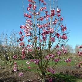 Magnolia sprengeri Burncoose Purple 2