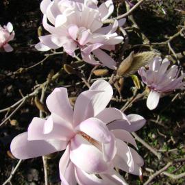 Magnolia stellata King Rose 2