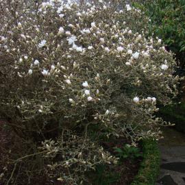 Magnolia stellata Old Formal Garden