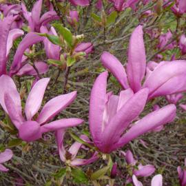 Magnolia Susan 1