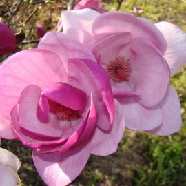 Magnolia Sweet Valentine 3