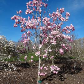 Magnolia Sweetheart 2