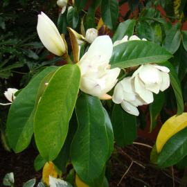 Magnolia syn Michelia  Touch of Pink 1