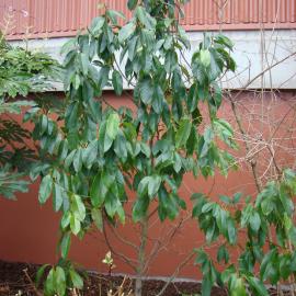 Magnolia syn Michelia  Touch of Pink 2