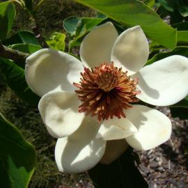 Magnolia x wieseneri 1