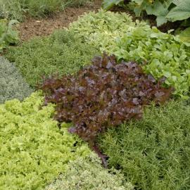  2009 Ellerslie Flower Show 087