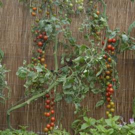  2009 Ellerslie Flower Show 089