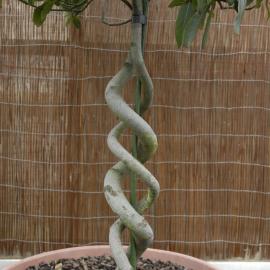  2009 Ellerslie Flower Show 094