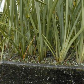  2009 Ellerslie Flower Show 105